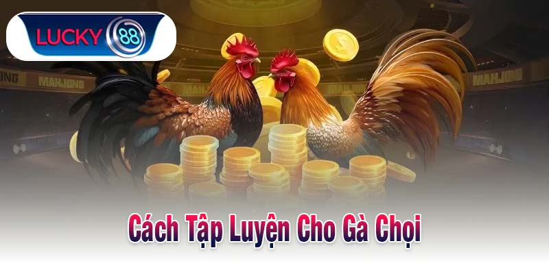 Cách Tập Luyện Cho Gà Chọi